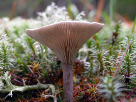 Cantharellula umbonata, view showing the forked gills. Cantharellula umbonata, view showing the forked gills.